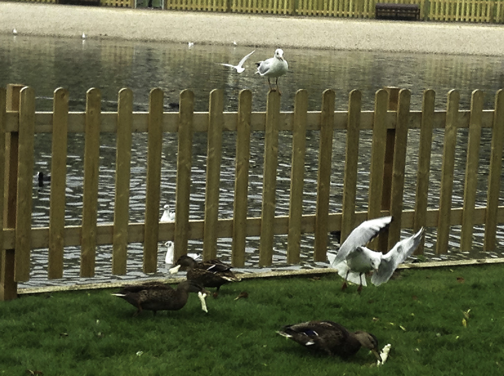 Seagulls full force ... Stealing bread from the ducks! by bizziebeeme