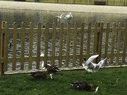 3rd Oct 2009 - Seagulls full force ... Stealing bread from the ducks!