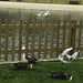 Seagulls full force ... Stealing bread from the ducks! by bizziebeeme