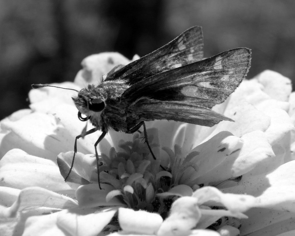 BW butterfly by daisymiller