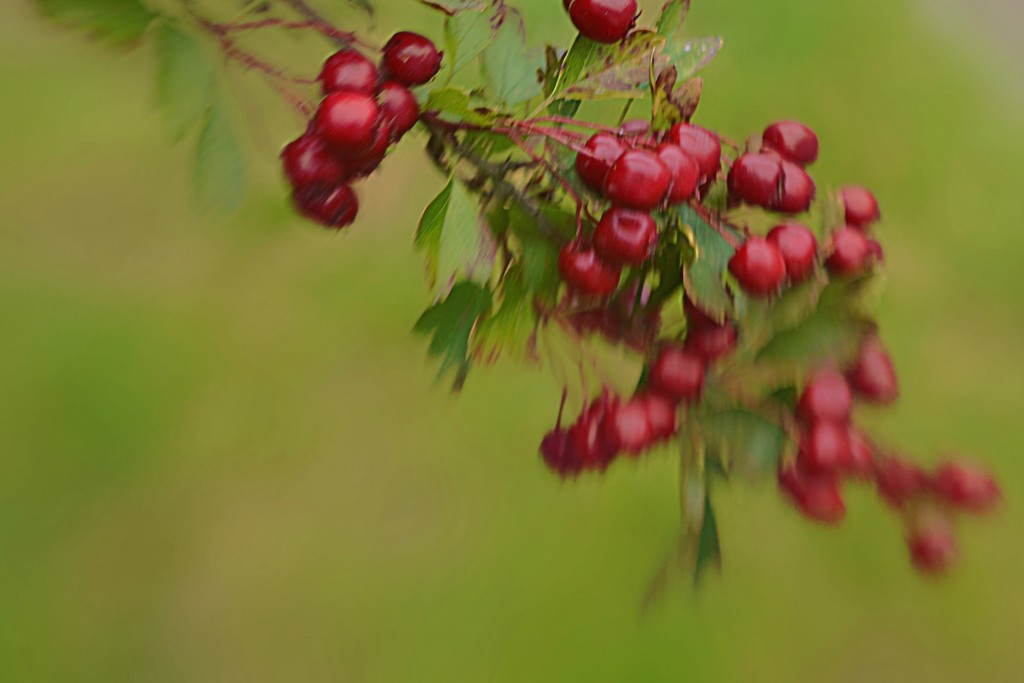 Hawthorn Berries - Lensbaby by ziggy77