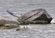 3rd Oct 2015 - Great Blue Heron Taking Off
