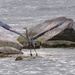 Great Blue Heron Taking Off by frantackaberry