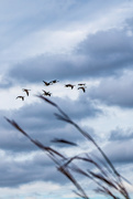 3rd Oct 2015 - Geese Above Grass
