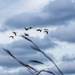 Geese Above Grass by rminer