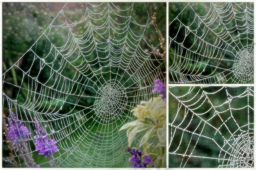 Cobweb collage  by beryl