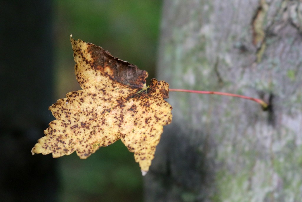 Nature's Pixelation  by juliedduncan