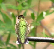 3rd Oct 2015 - I'm Being Shunned By A Hummingbird!