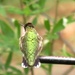 I'm Being Shunned By A Hummingbird! by grammyn