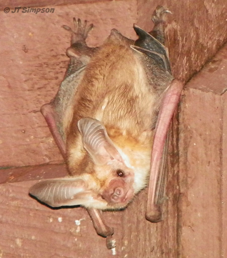 Pallid Bat by soylentgreenpics