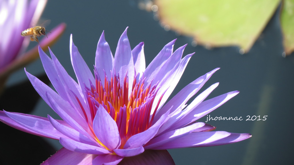another waterlily and a bee by carrieoakey