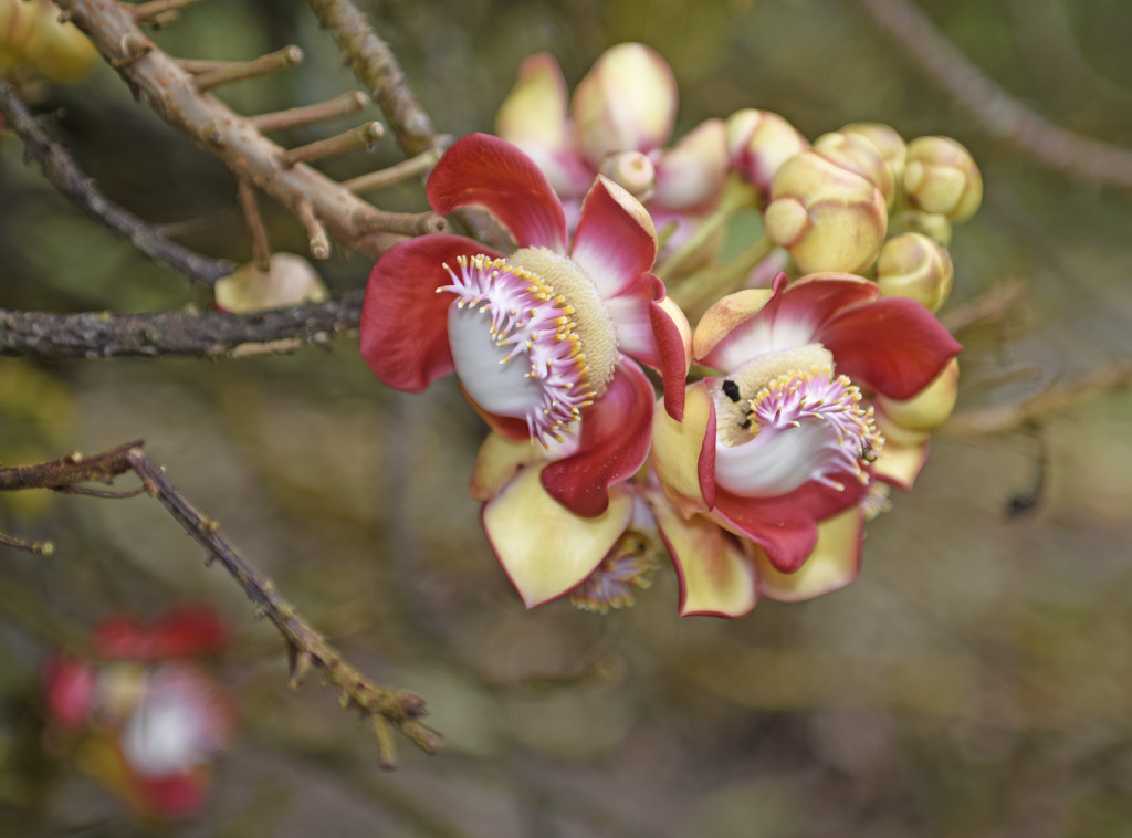 Blossom of Cannonball tree by ianjb21