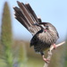 Wattle bird by gilbertwood
