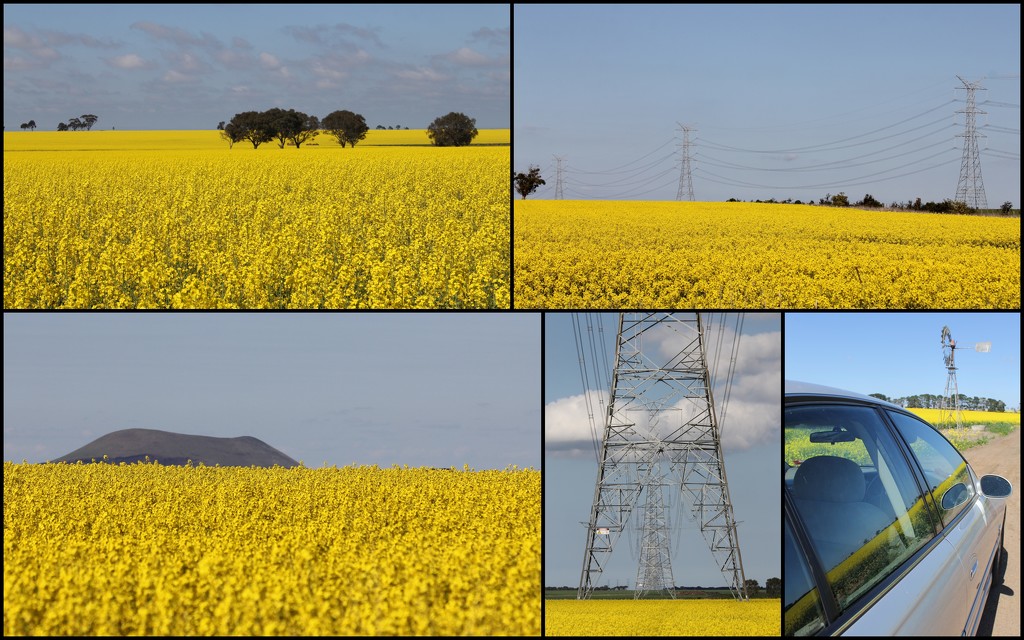 Canola collage by gilbertwood