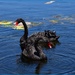 Swan Lake..... by happysnaps