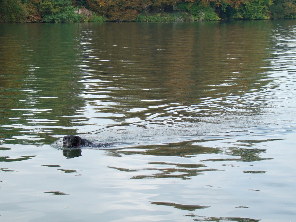 Swimming Dog by bulldog
