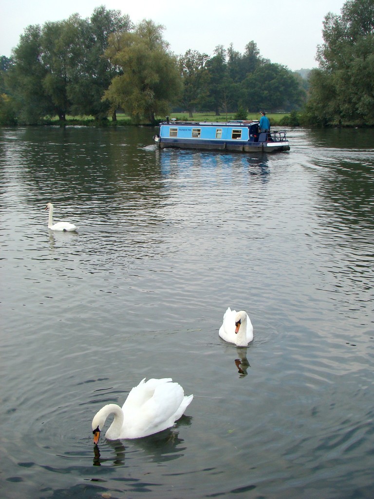 Three Swans And A Boat by bulldog