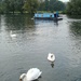 Three Swans And A Boat by bulldog