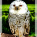 The Owl by stuart46
