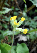 4th Oct 2015 - Cowslips - In October?