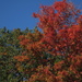 No denying it fall is here - fall colors by bruni