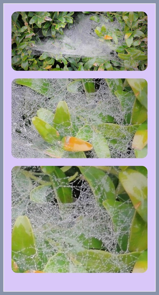 Cobweb collage 2  by beryl