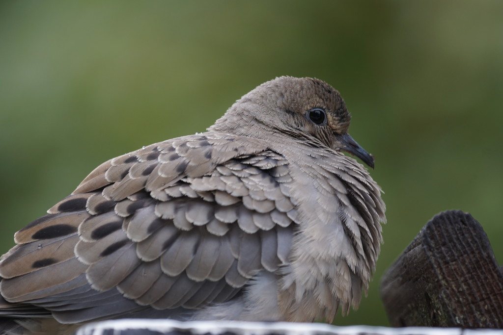 dove by amyk