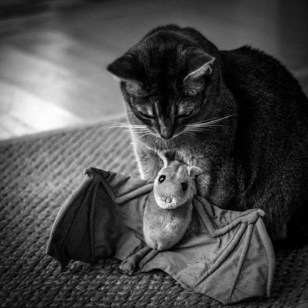 A cat and her bat by berelaxed