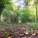 Another walk through Breech Wood by julienne1