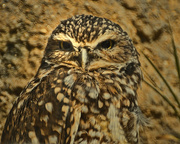 3rd Oct 2015 - Little Burrowing Owl