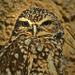 Little Burrowing Owl by joysfocus