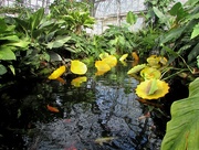 4th Oct 2015 - Glass Lily Pads