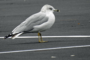 4th Oct 2015 - Ring-billed Gull on Parking Lot