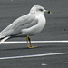 Ring-billed Gull on Parking Lot by rminer