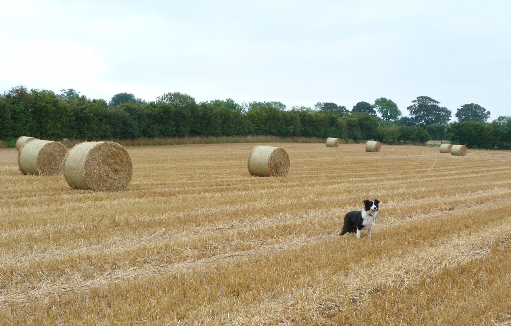 Harvest field and Peggy  by shirleybankfarm