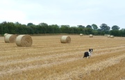 4th Oct 2015 - Harvest field and Peggy 