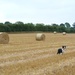 Harvest field and Peggy  by shirleybankfarm