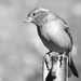 Bird in BW by daisymiller
