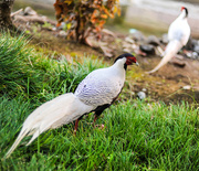 2nd Oct 2015 - Silver Pheasant