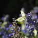 Sun-drenched on the Salvia by genealogygenie