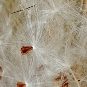 4th Oct 2015 - going to seed