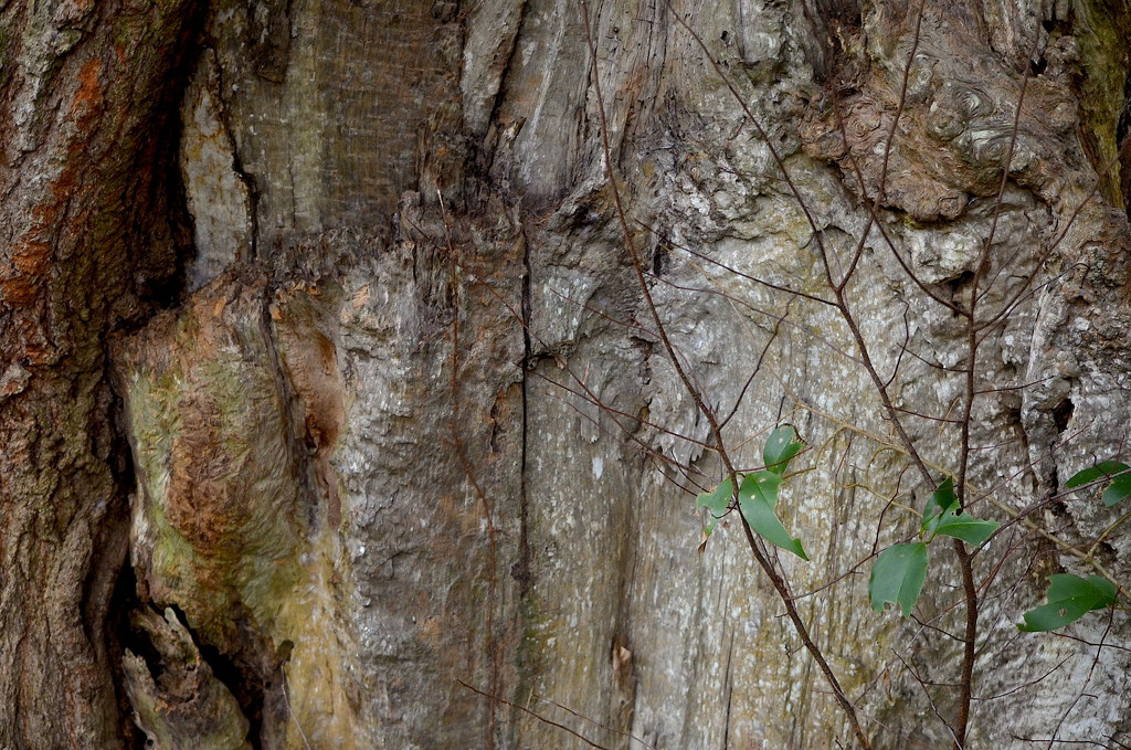 Oak tree wood textures by congaree