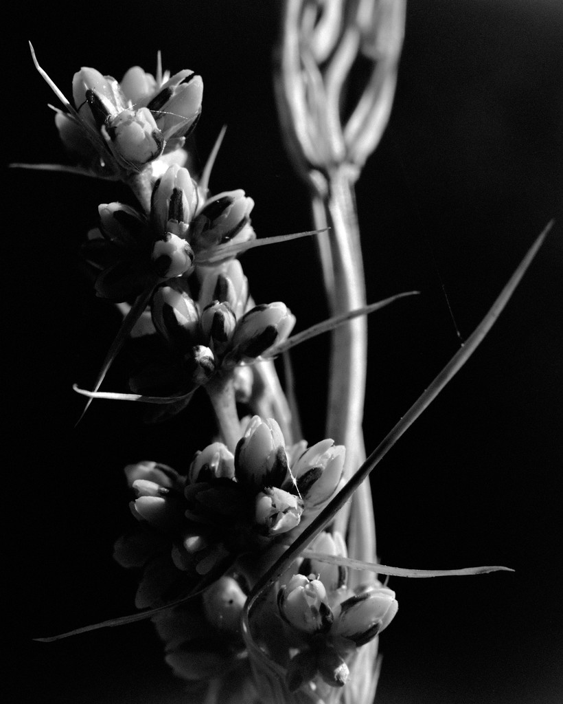Buds and filaments by peterdegraaff