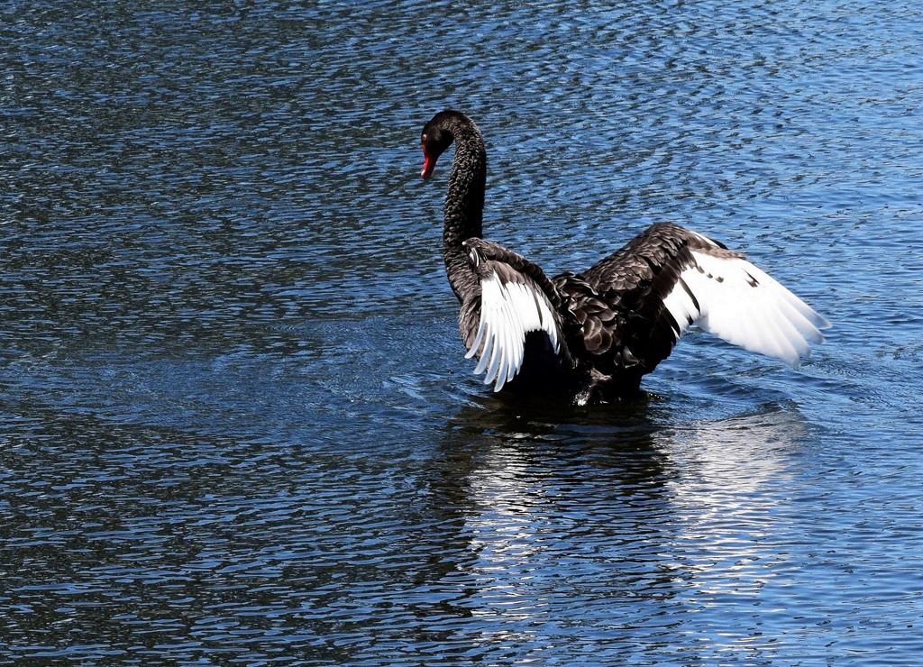 Take a Bow, Beautiful Swan!! by happysnaps