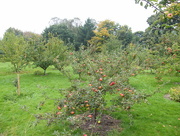 4th Oct 2015 - Orchard