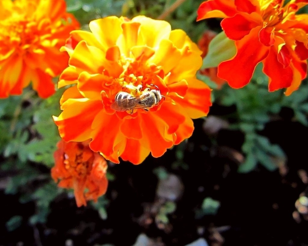Pčela i cvijeće by vesna0210