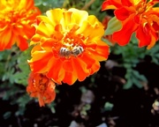 20th Sep 2015 - Pčela i cvijeće