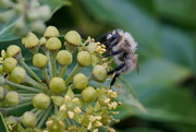 3rd Oct 2015 - BEE ON IVY FLOWER