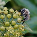 BEE ON IVY FLOWER by markp