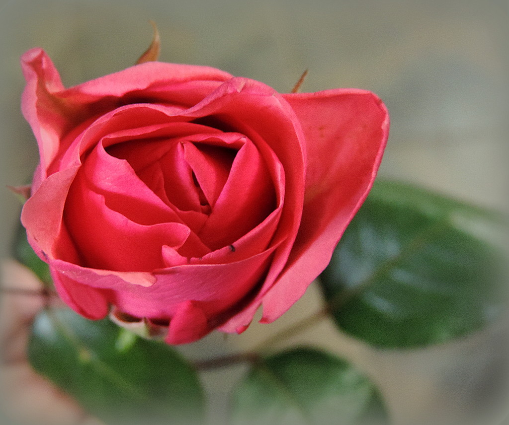 Pink rose! by homeschoolmom